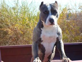 Dogs - American Pit Bull